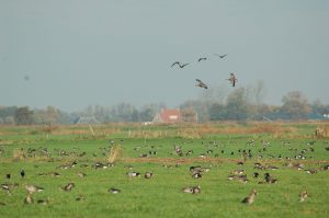 Ode aan de boerenzwaluw