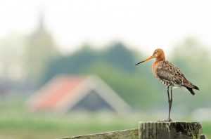 Provincies zetten in op behoud van weide- en akkervogels