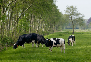 Doelstelling convenant weidegang bijna gerealiseerd