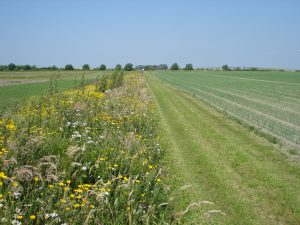 Position paper | Natuurinclusieve landbouw: heldere definitie en meer inzet nodig