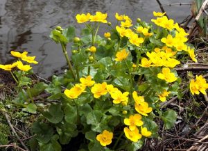 Dotterslingers in de polder
