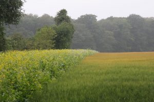 Versterking van de gebiedsaanpak in het agrarisch natuurbeheer: meer natuur, lagere uitvoeringslast