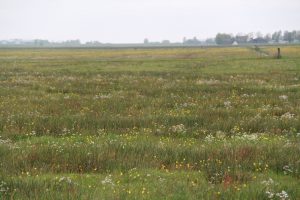 Onderzoek naar opschaling natuurinclusieve landbouw