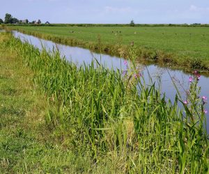 Water, Land & Dijken: Boeren leggen 25 kilometer nieuwe natuurvriendelijke oevers aan
