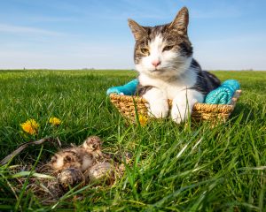 Kuikens in het land, poes in de mand