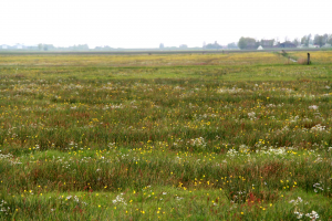 Doe jij al mee met de fotoactie kruidenrijk grasland? Stuur vóór 15 juni je foto in!