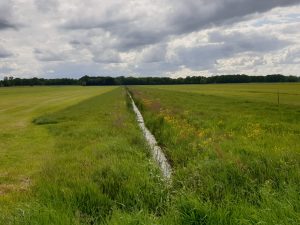 Update GLB-pilot: De kievit als boegbeeld voor vergroening van de melkveehouderij