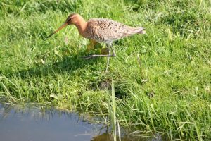 2020: Opnieuw een spannend jaar voor de weidevogels