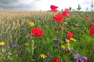 Bloeiende akkerranden – op allerlei manieren goed voor de biodiversiteit