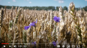 Nieuwe Oogst video: GLB-pilot Akkerbelt bij CCHW