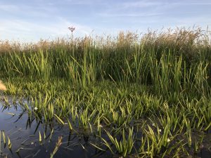 Ecologisch slootschonen in het Agrarisch Natuur en Landschapsbeheer