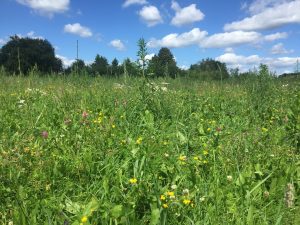 Het belang van het kleinschalig landschap