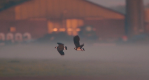 De kievit als boegbeeld, GLB pilot in Overijssel