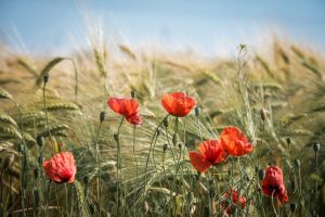 De zesde VRN laat zien dat meer verbinding tussen boeren en natuur hard nodig is