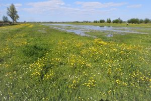 Plasdras voor weidevogels