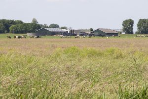 PPS project ‘Herkenning kruidenrijk grasland’