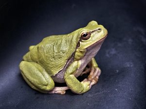 VALA: Eerste beheerplan leefgebied boomkikker uitgevoerd