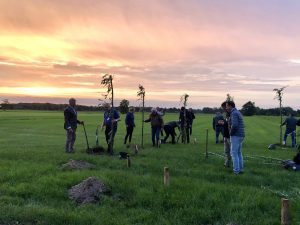 Boeren planten Knothenge
