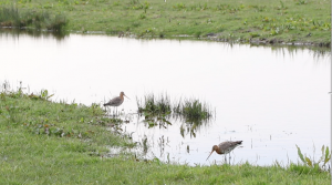 Plasdrassen in het ANLb