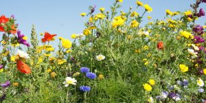 Veldbezoek “Flevoland Bloeit” op 18 aug van 14:00-20:00 uur