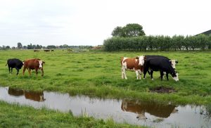 Nieuwe pilots voor een nieuw landbouwbeleid