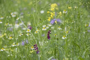 Vacature BoerenNatuur: Senior adviseur agrarisch natuur- en landschapsbeheer (0,8 fte)