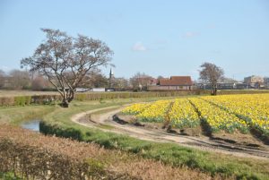Vacature: Projectmedewerker bij Coöperatie de Groene Klaver (16 uur)
