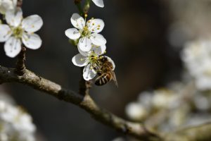 BoerenNatuurweek: Collectieven – Bezige Bijen!