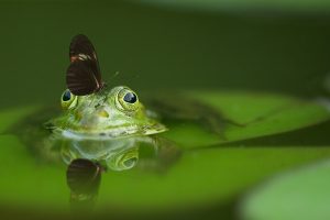 Zienswijze GLB-NSP van BoerenNatuur ingediend