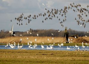 Wandelen in agrarische natuur en landschappen