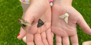 Boeren tellen vlinders voor beter inzicht in biodiversiteit