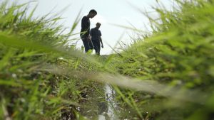 Innovatie Programma Veen afgerond; Vijf jaar pionieren in het veen