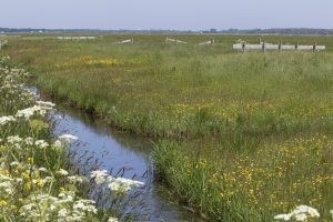 Leerjaar nodig om daling Agrarisch Natuur en Landschapsbeheer in 2023 te voorkomen