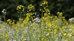 Video: Demo akker natuurinclusieve landbouw