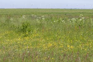 Help mee om de herkenning van kruidenrijk grasland te verbeteren: maak foto’s! 