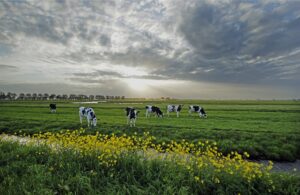 Loket Veenweideboeren helpt boeren met klimaatmaatregelen
