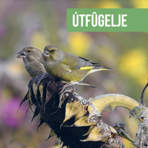 BoerenNatuur Kennisuur: zeven jaar akkervogelbeheer in Noordoost Friesland