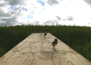 Geslaagde proef loopplanken over sloten voor weidevogelkuikens