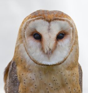 Doelgericht ANLb: focus op habitatkwaliteit