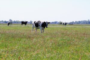 ANV Water, Land & Dijken richt natuurcollectief op