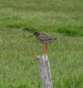 BoerenNatuur denkt graag mee over een betere bescherming van boerenlandvogels