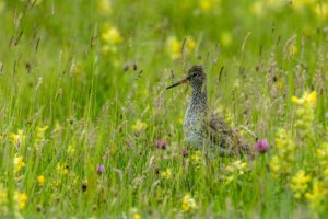 16 mei: Veldbijeenkomst – Kruidenrijk grasland & Weidevogels. Meld je aan!
