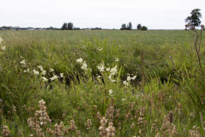 Oproep aan het toekomstige kabinet: investeer in groenblauwe diensten via boeren!