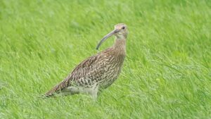 BoerenNatuur Kennisuur – De wulp; staat online