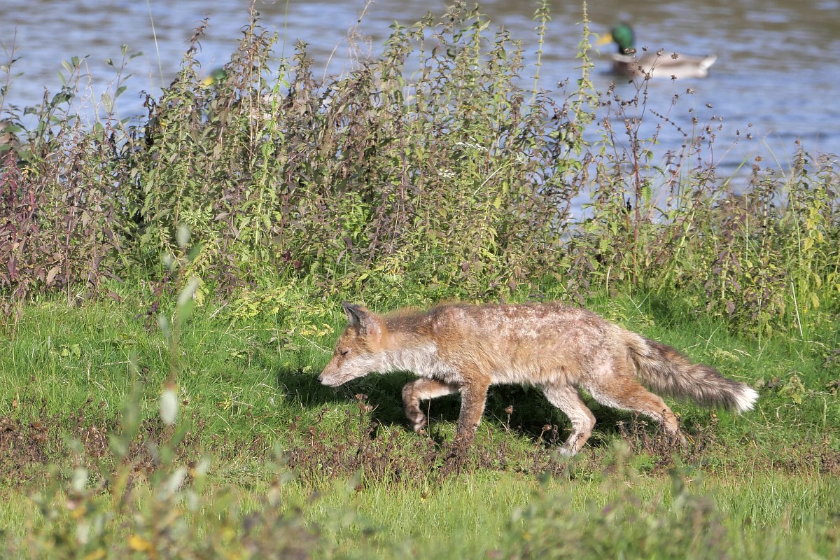 Vos op jacht. Foto: Saxifrage/Tom Heijnen.