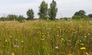 8 april: Kruidenrijk Graslanddag 2025 – Beheertradities