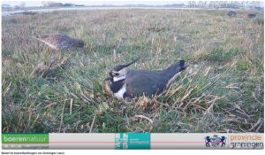 Beleef de boerenlandvogels van Groningen via live webcam