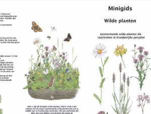 Minigids wilde planten voor kruidenrijke weilanden