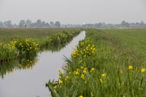 Ecologisch slootschonen: schonere sloten en meer biodiversiteit