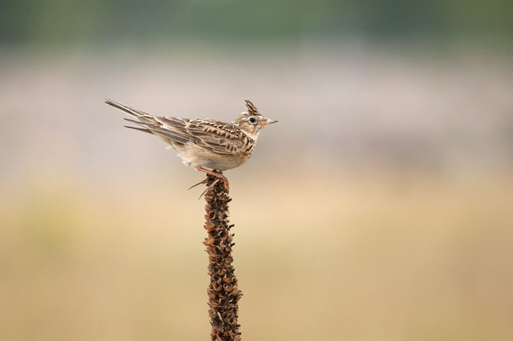 Veldleeuwerik. Foto: Saxifraga/Luuk Vermeer.